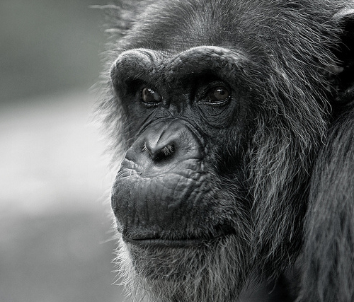 Способны ли человекообразные обезьяны к коллективному убийству?