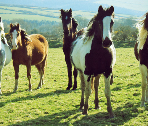 FAQ: Социальное поведение свободноживущих лошадей