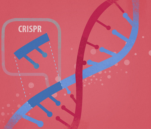 Технология редактирования генома CRISPR/Cas9