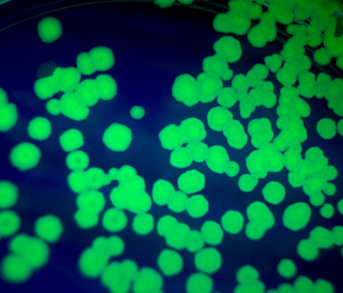 Генетически кодируемые флуоресцентные метки
