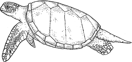 Лонгриды: Загадка происхождения черепах
