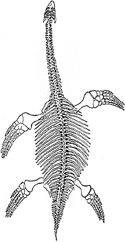 Лонгриды: Загадка происхождения черепах