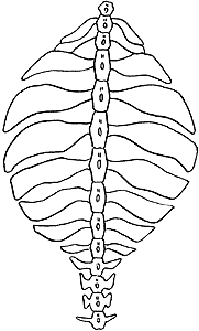 Лонгриды: Загадка происхождения черепах
