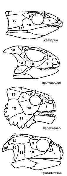 Лонгриды: Загадка происхождения черепах