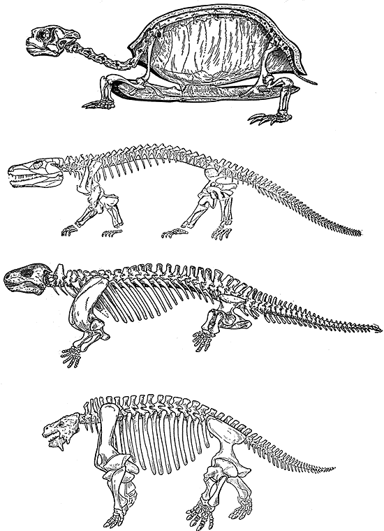 Лонгриды: Загадка происхождения черепах