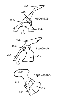Лонгриды: Загадка происхождения черепах