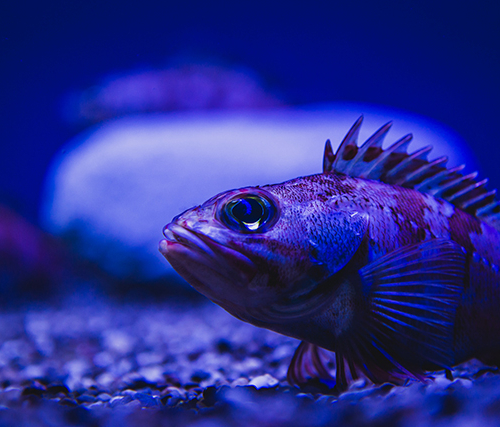 Подводная братва: 11 странных существ из океанских глубин