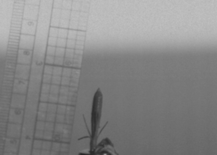 От редакции: Как летают растения