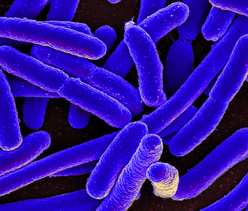 Краткая история сотрудничества бактерий и людей
