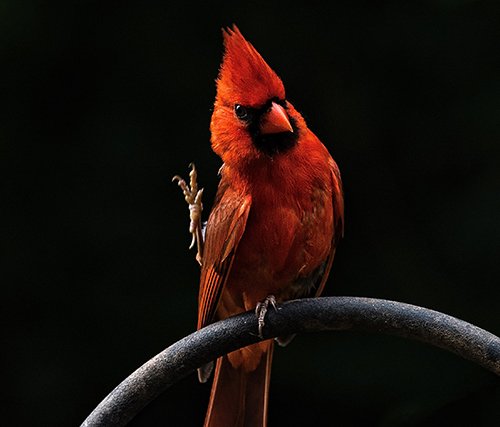 Instagram недели: фантастические птицы и где они обитают