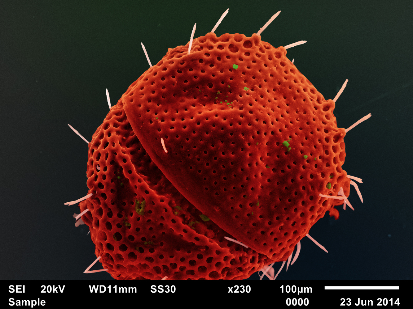 Eustigmaeus tjumeniensis