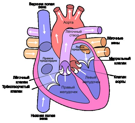 �������� ������ ��������