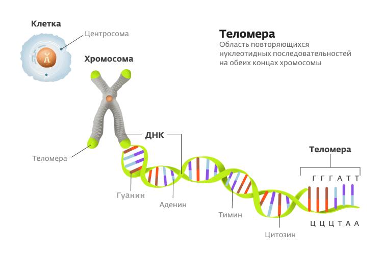 Молекулы днк находится в хромосомах. Строение хромосомы теломеры. Хромосома ДНК теломеры. Строение ДНК теломеры. Теломера в структуре хромосом.