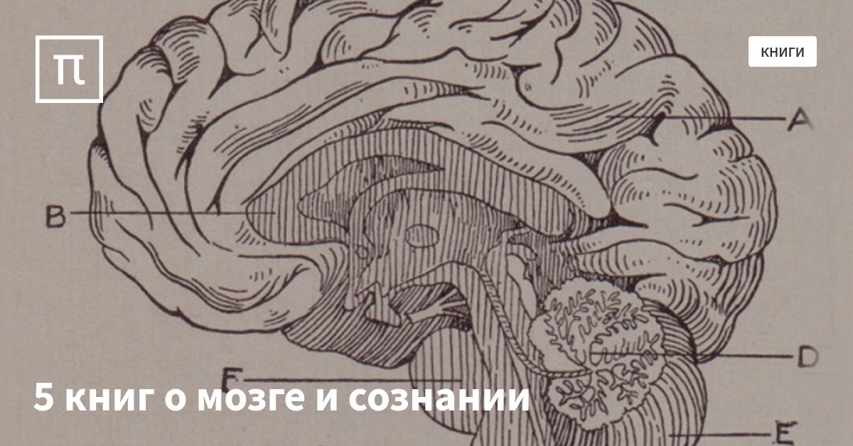 5 книг о мозге и сознании — все самое интересное на ПостНауке