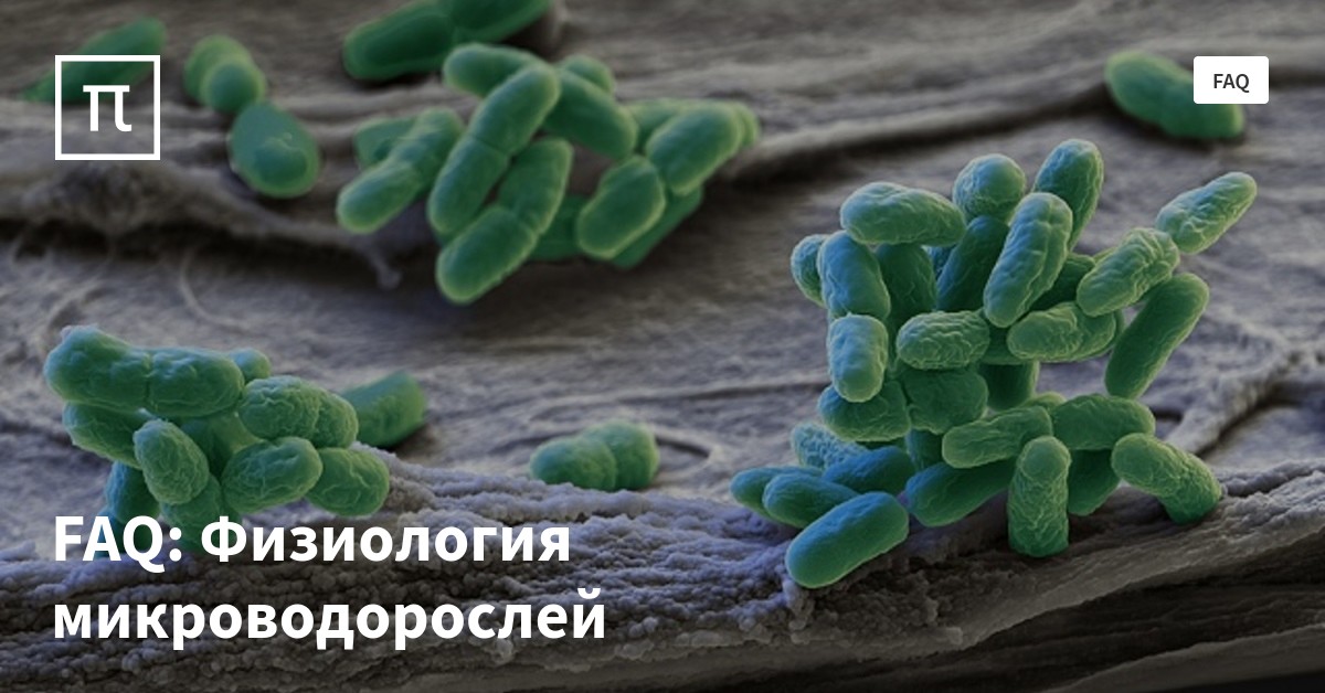 FAQ: Физиология микроводорослей — все самое интересное на ПостНауке