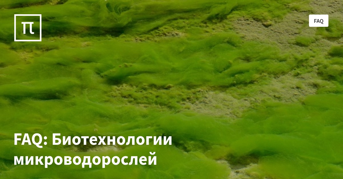 FAQ: Биотехнологии микроводорослей — все самое интересное на ПостНауке