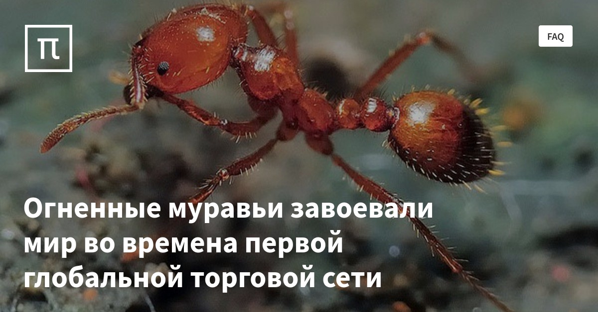 Огненные муравьи завоевали мир во времена первой глобальной торговой ...