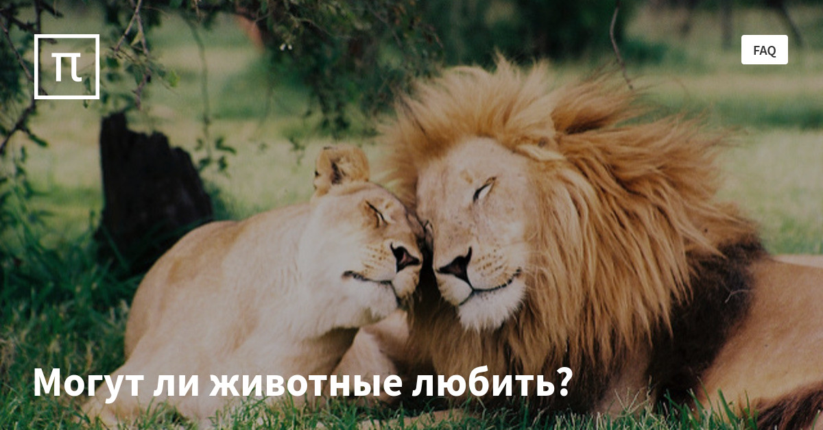 Могут ли животные любить? — все самое интересное на ПостНауке