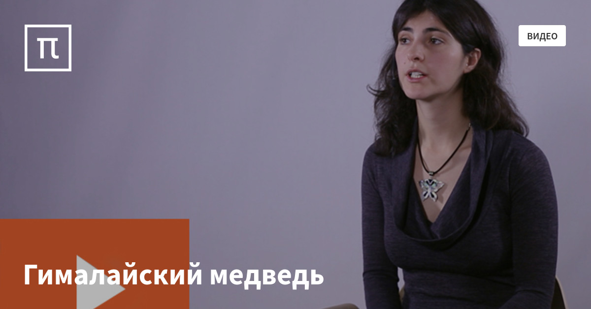 Гималайский медведь — все самое интересное на ПостНауке