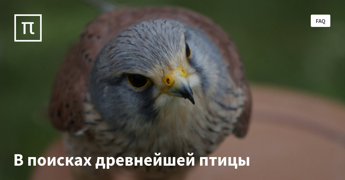 Нашли древнюю птицу