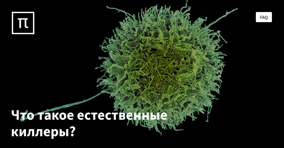 Естественные киллеры иммунология. Естественные киллеры nk-клетки. Цитотоксические т лимфоциты cd8. Цитотоксические т лимфоциты cd8. Аспектуальное значение.