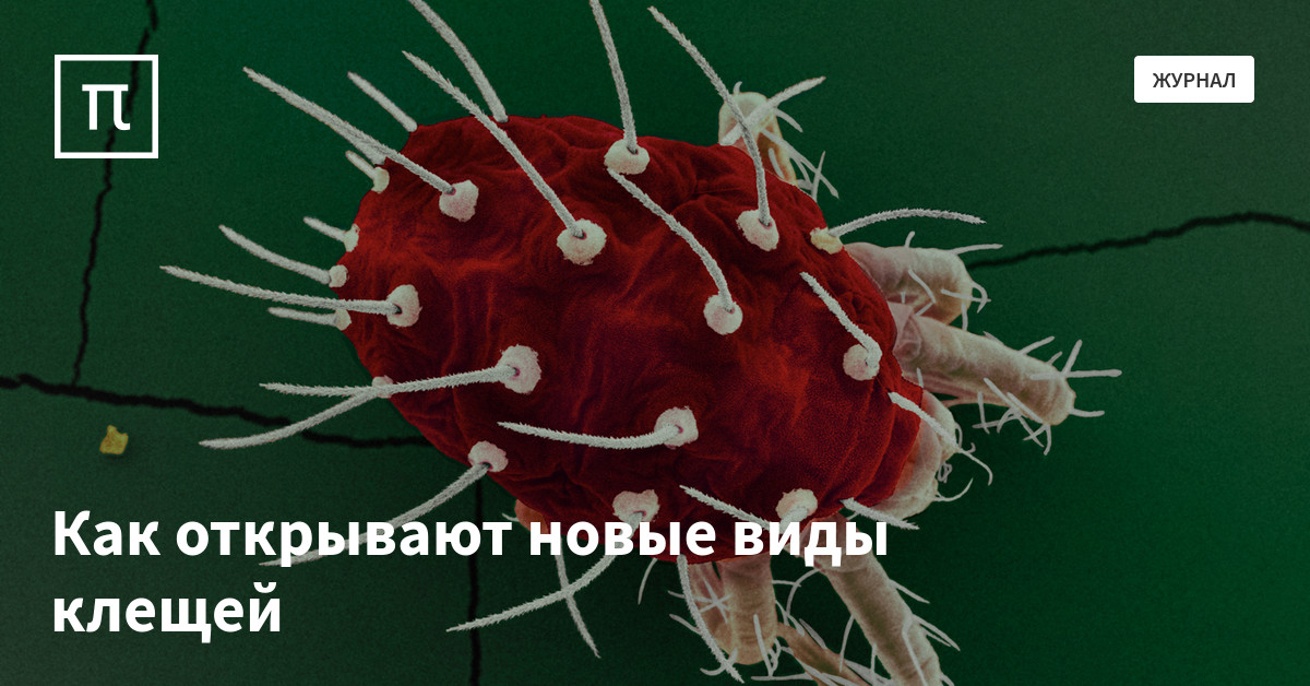 Как открывают новые виды клещей — все самое интересное на ПостНауке