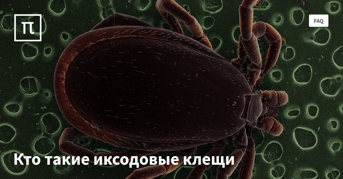 Кто такие иксодовые клещи — все самое интересное на ПостНауке