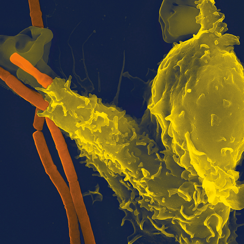 Нейтрофил (обозначен желтым) поглощает бактерию сибирской язвы
