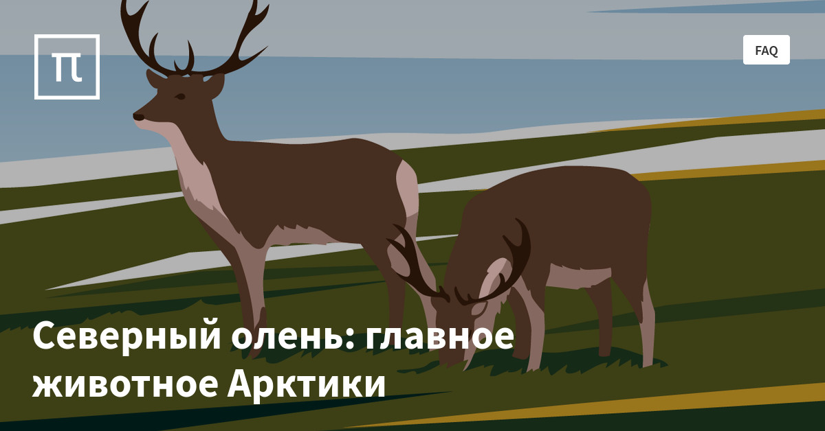 Северный олень: главное животное Арктики — все самое интересное на ...