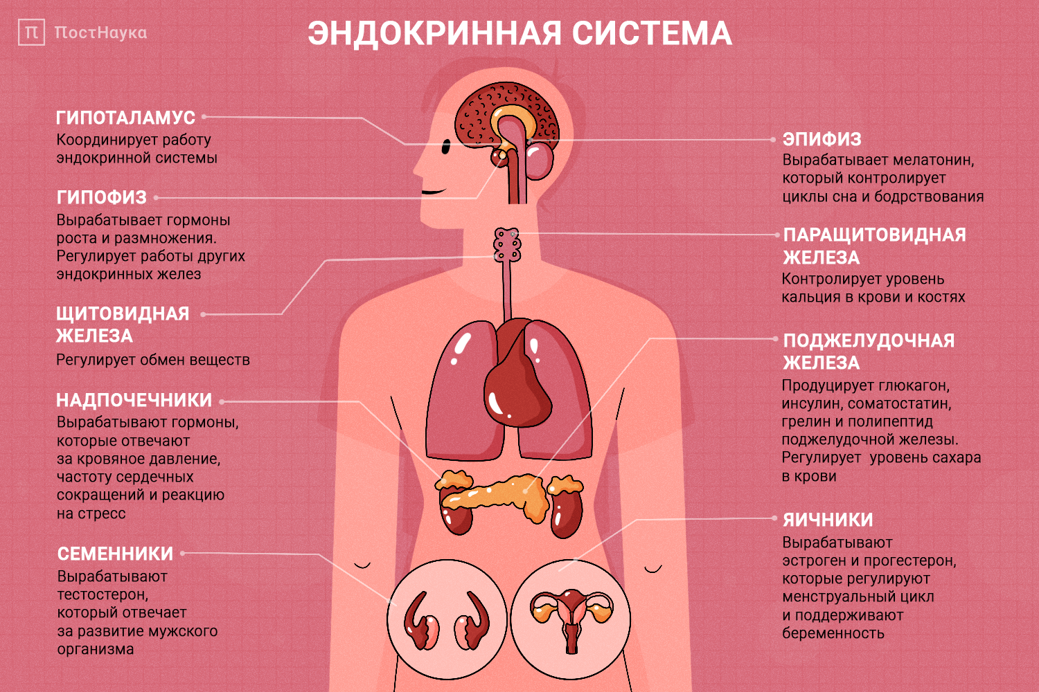 Ответы Mail.ru: Строение и значение гипофиза