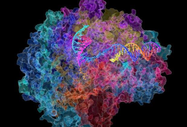 Модель фермента РНК-полимеразы