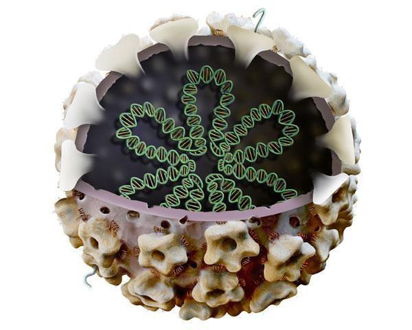 Модель вируса папилломы человека