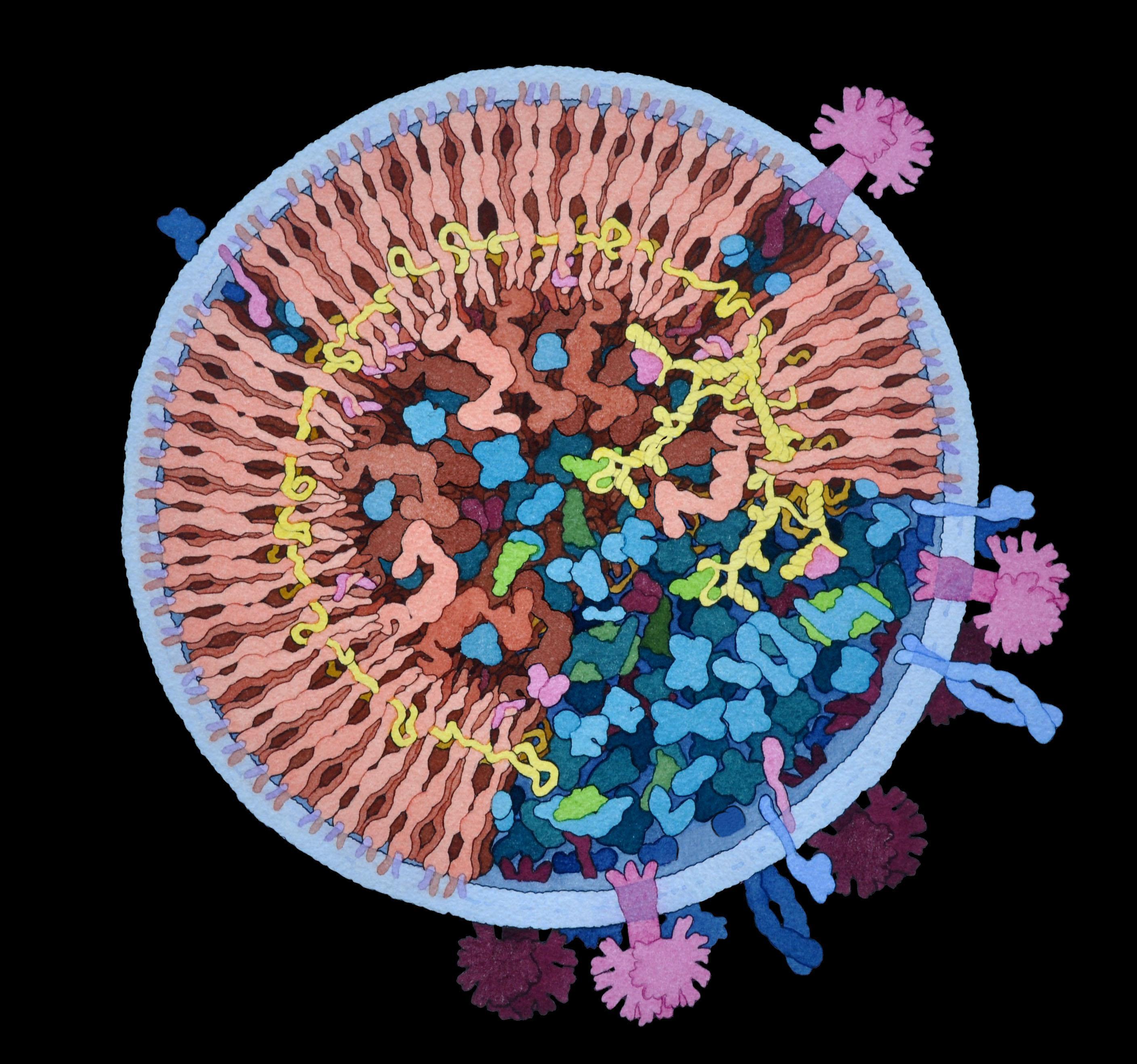 Незрелая частица ВИЧ