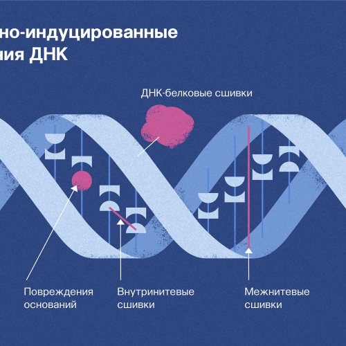 Как радиация повреждает ДНК?