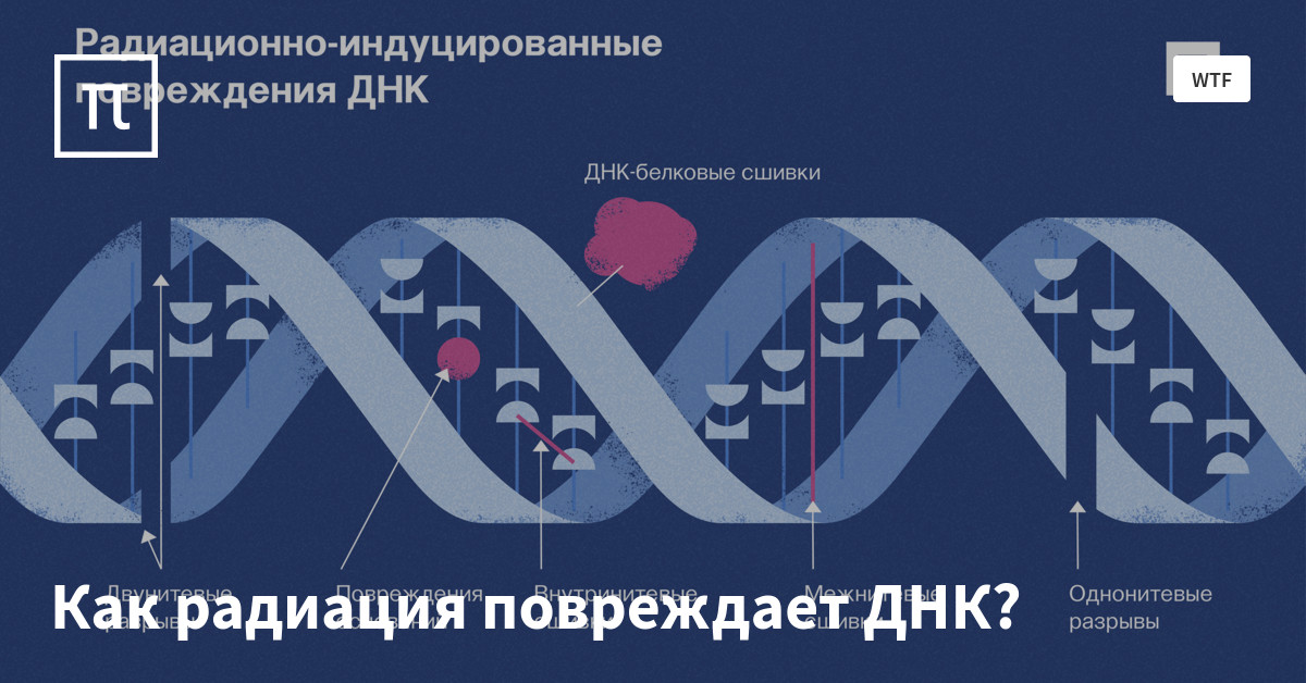 Как радиация повреждает ДНК? — все самое интересное на ПостНауке