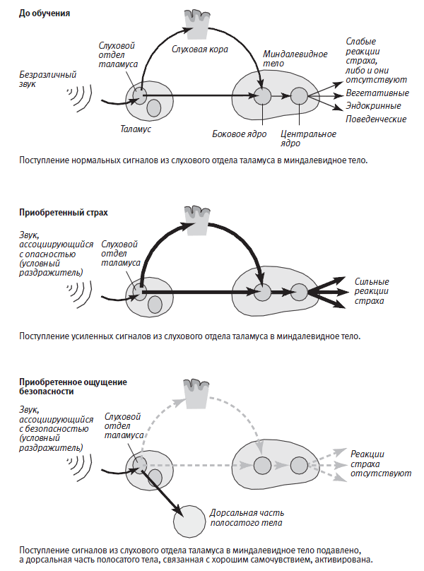 Лонгриды: Главы | О мышах, людях и психических заболеваниях