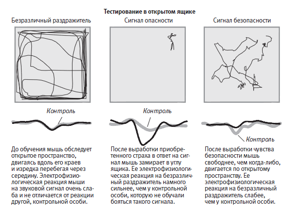 Лонгриды: Главы | О мышах, людях и психических заболеваниях