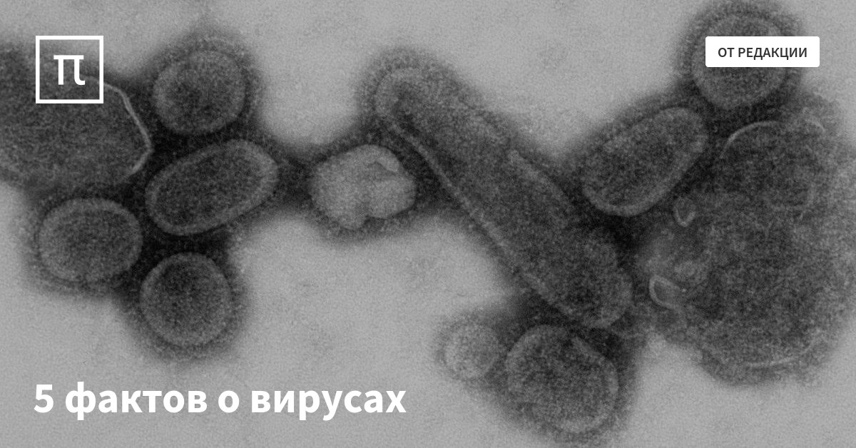 5 фактов о вирусах — все самое интересное на ПостНауке