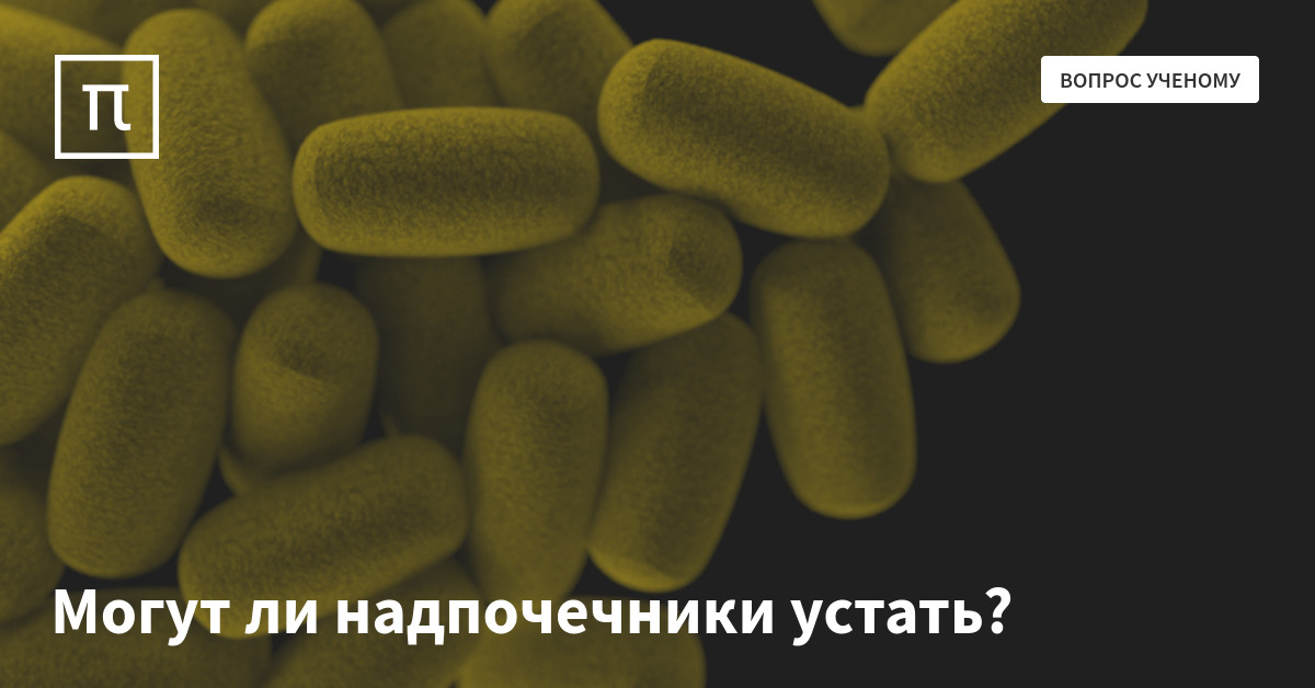 Могут ли надпочечники устать? — все самое интересное на ПостНауке