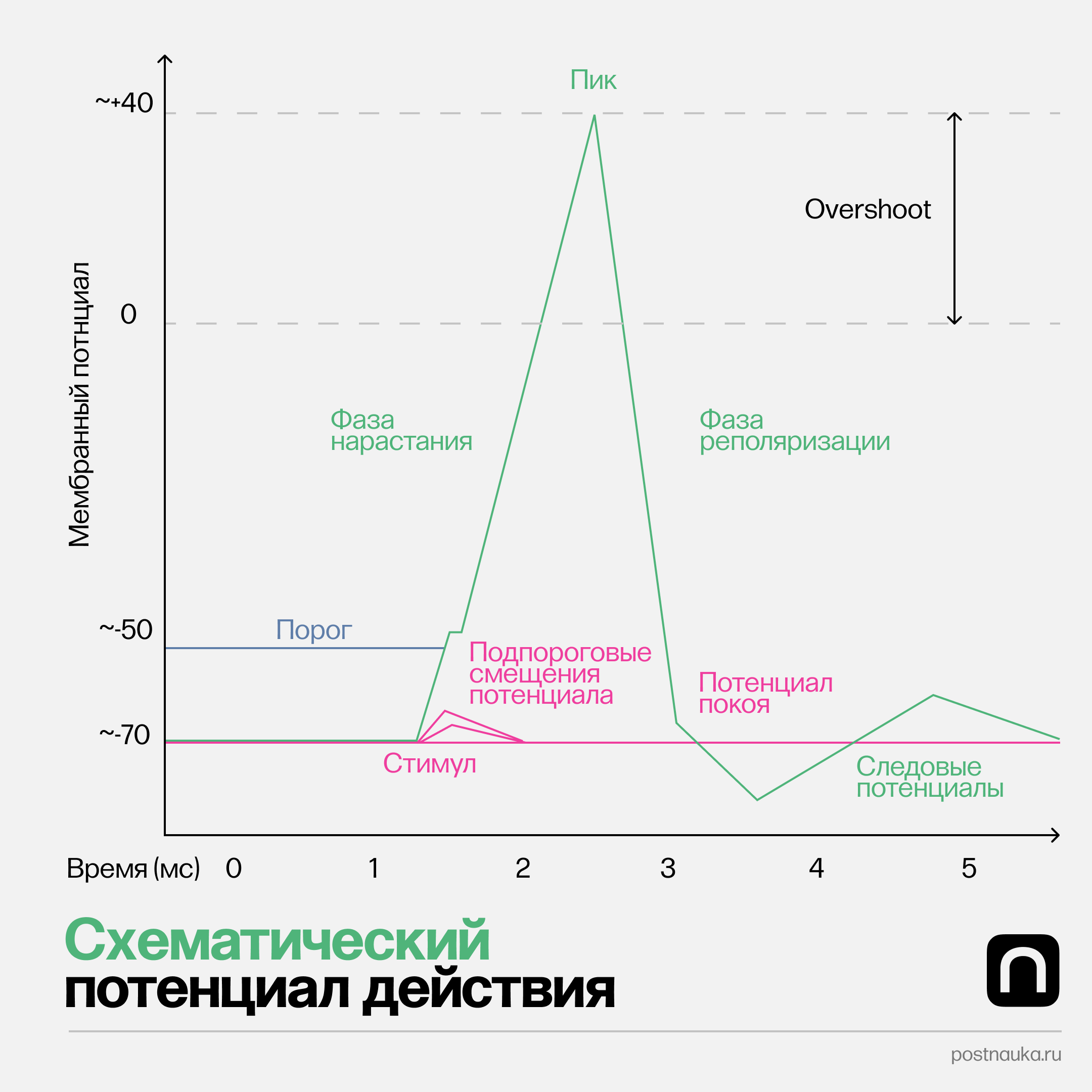 Сгенерировать график. Генерация потенциала действия. график генерации руд 1.18.2. график генерации новой информации. диаграмма генерации кода.