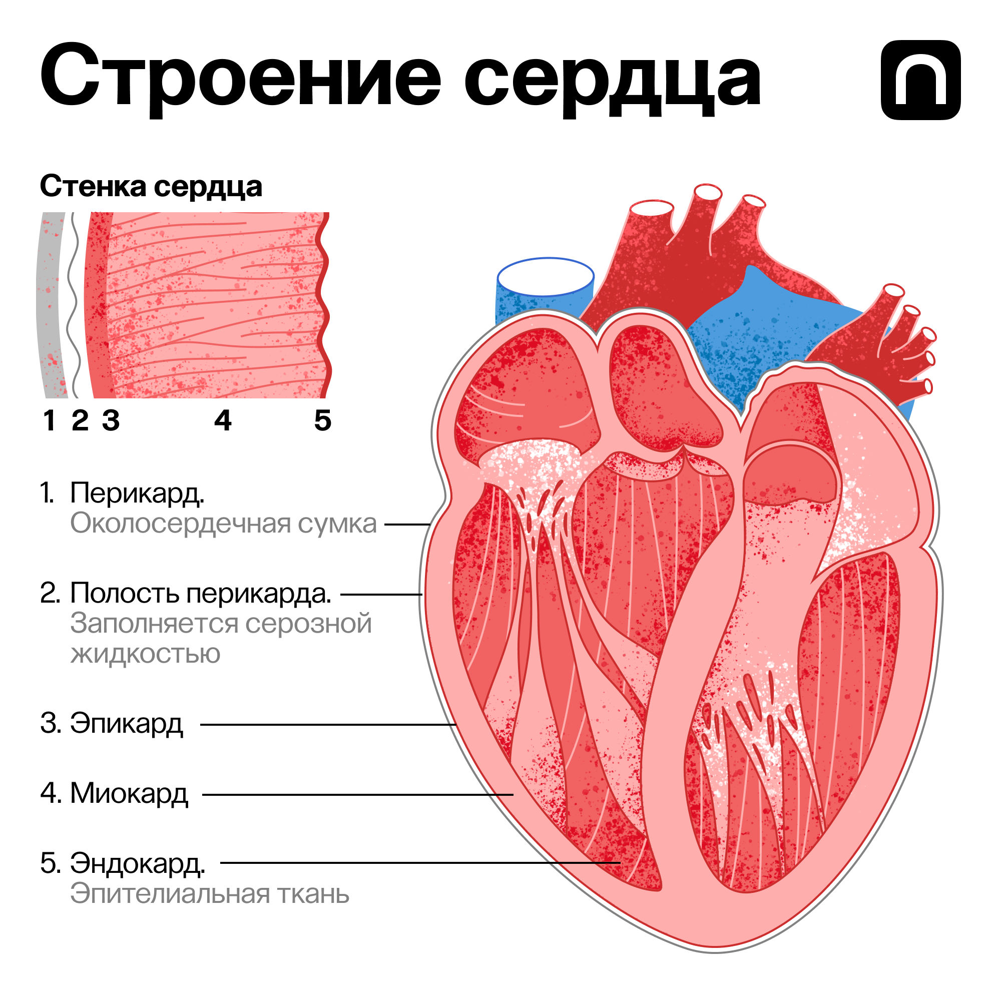 Сердечная мышца представлена тканью. Строение сердца. Строение сердца человека. Сердце и сердечная мышца.