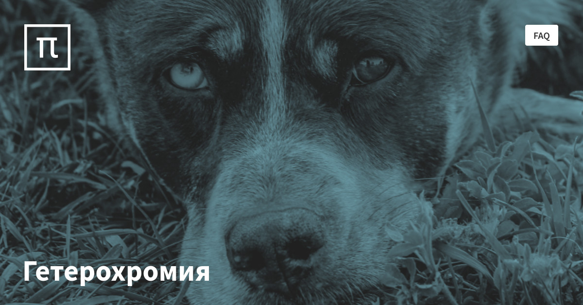 Гетерохромия — все самое интересное на ПостНауке