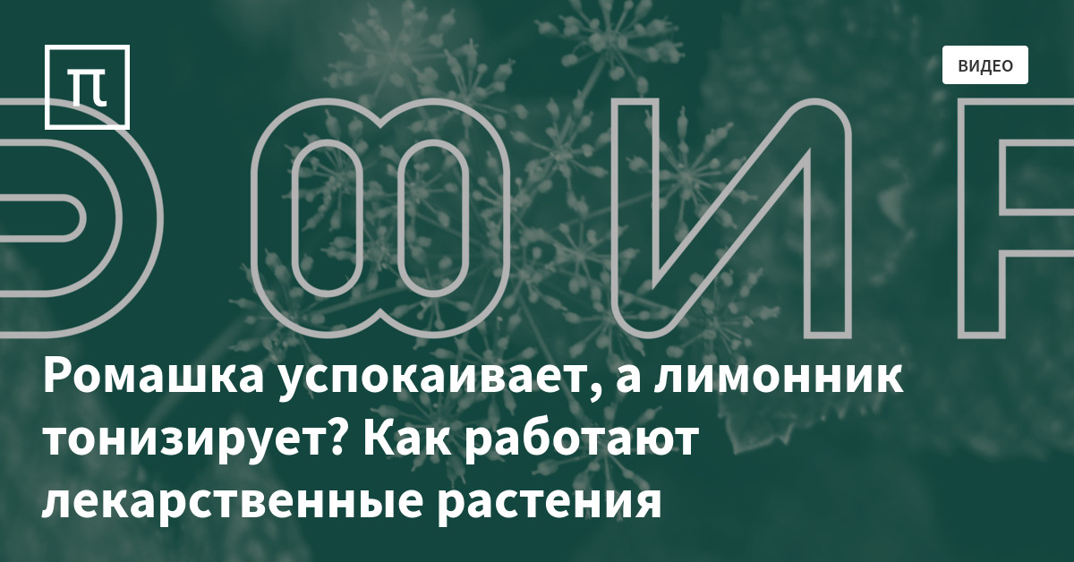 Ромашка успокаивает нервы? Как работают лекарственные растения — все ...