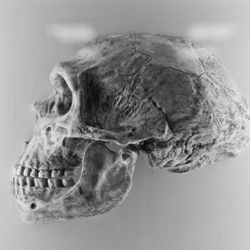 FAQ: Неандертальцы Алтая