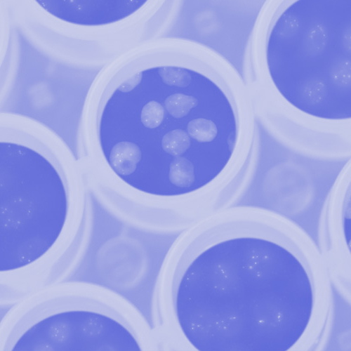 5 фактов о стволовых клетках