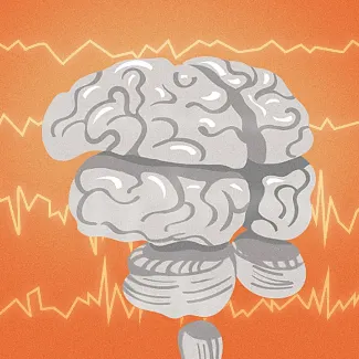 Устройство и работа мозга