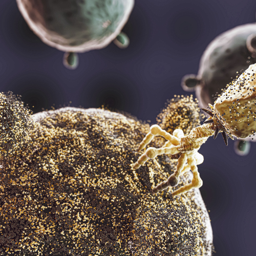 изображение для темы evolyutsionnaya-biologiya