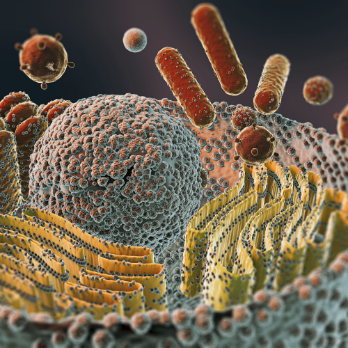 изображение для темы kletochnaya-biologiya