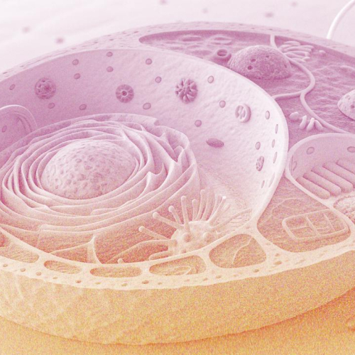 Для чего иммунитету нужна толерантность