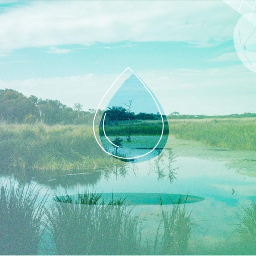 Как участвовать в спасении болот